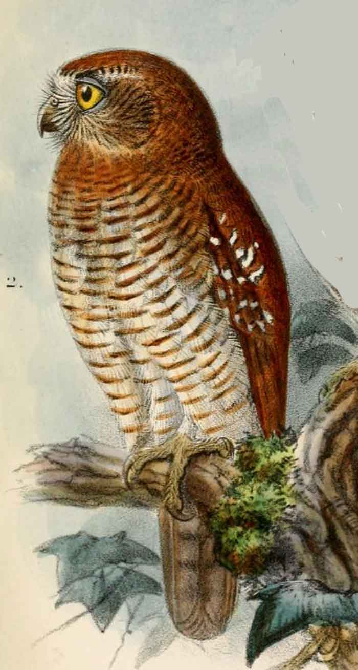 Ninox squamipila