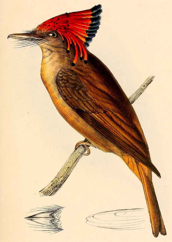 Onychorhynchus coronatus