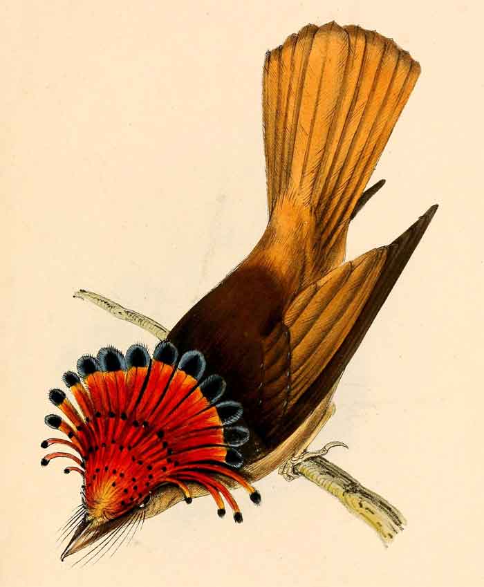 Onychorhynchus coronatus