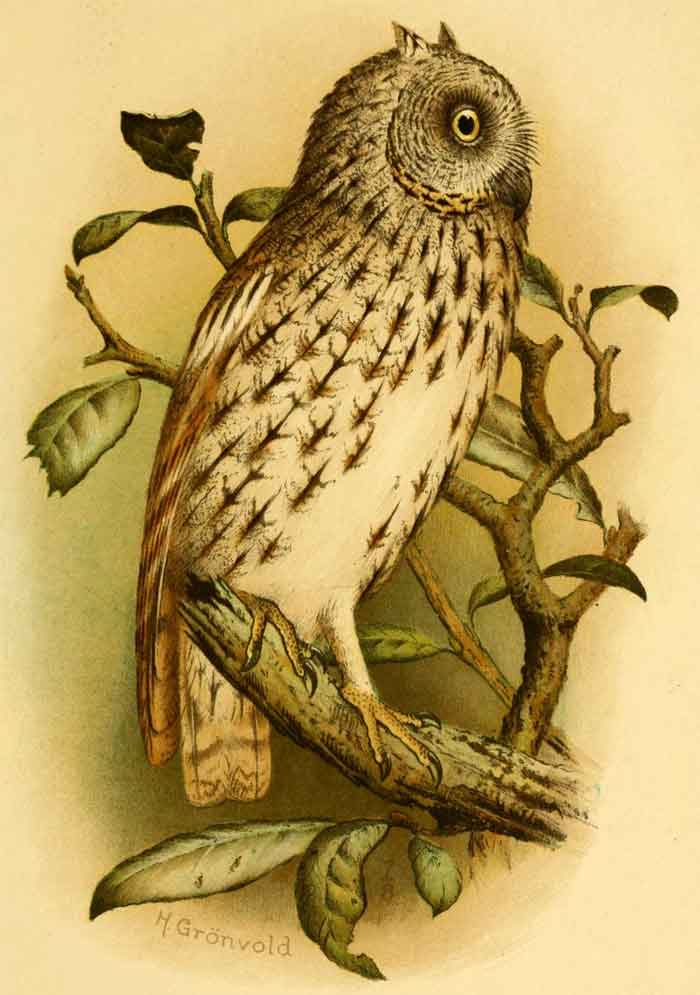 Otus socotranus