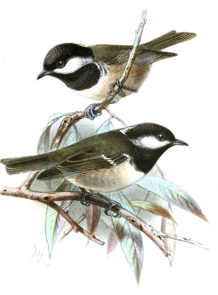 Periparus ater cypriotes