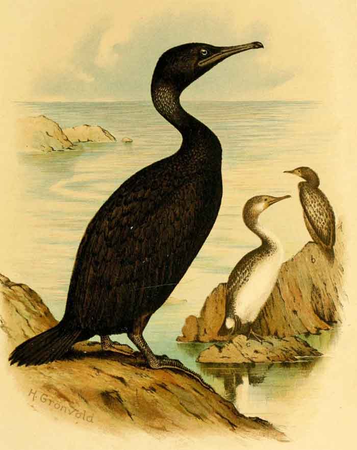 Phalacrocorax nigrogularis