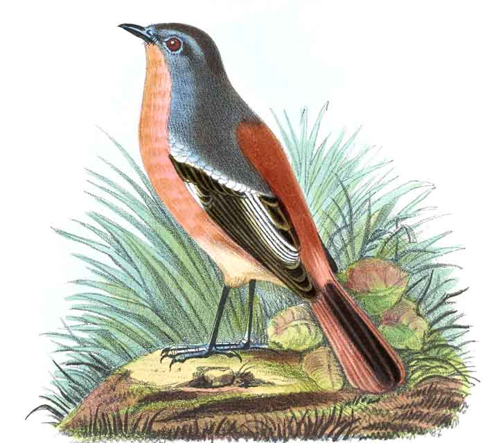 Phoenicurus alaschanicus