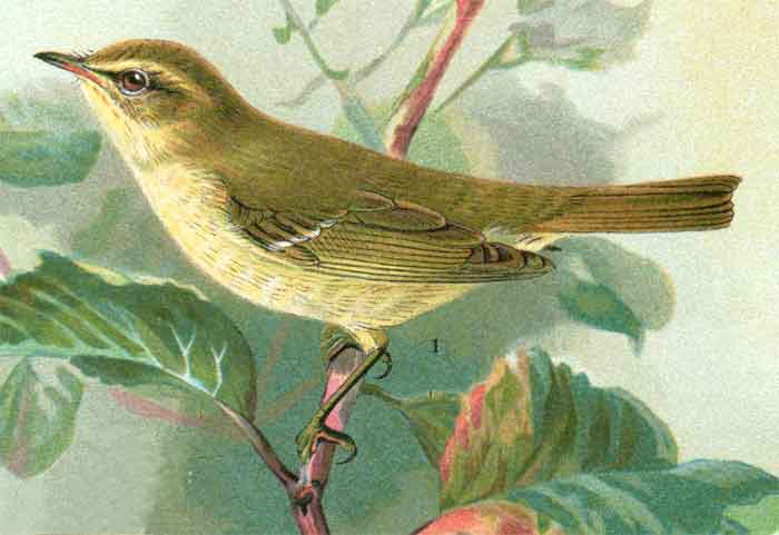 Phylloscopus trochiloides  viridianus