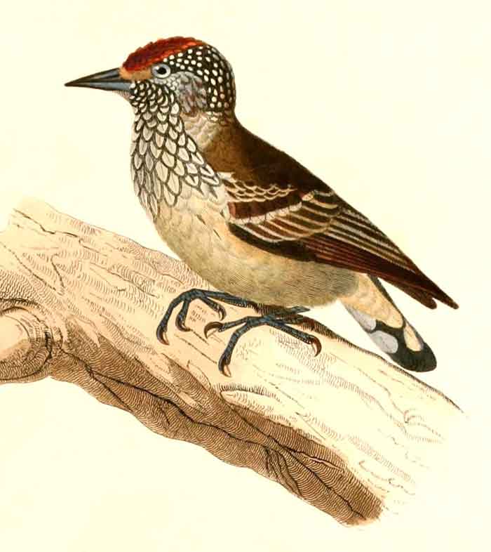 Picumnus albosquamatus