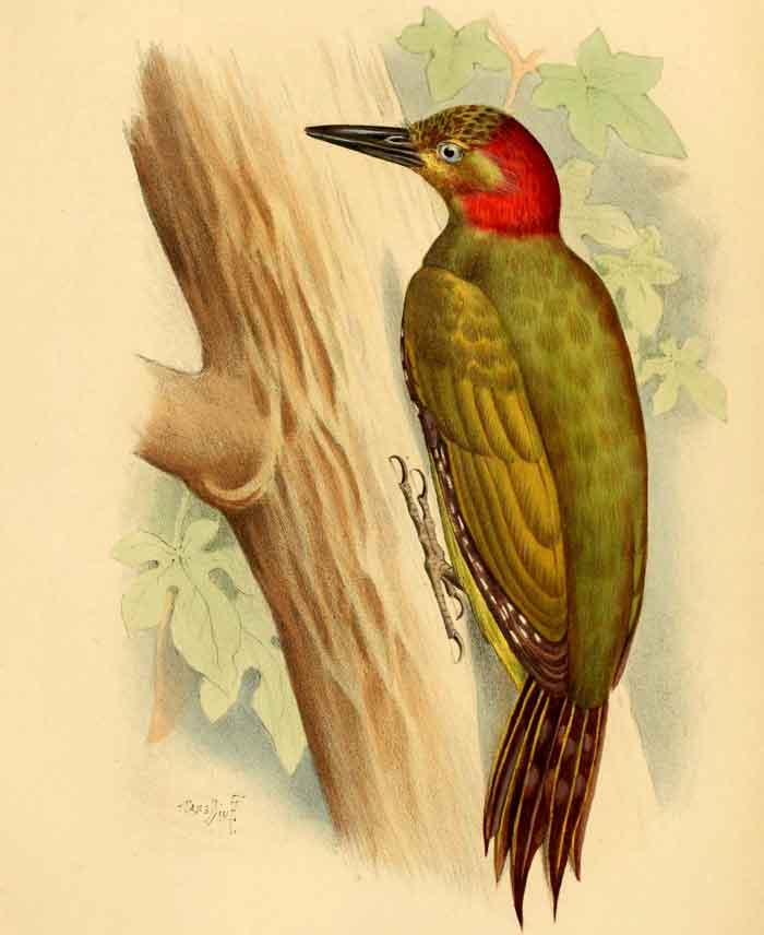 Picus rabieri