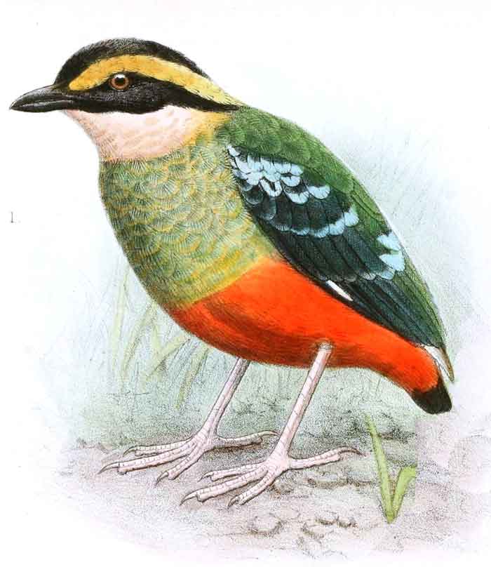 Pitta reichenowi