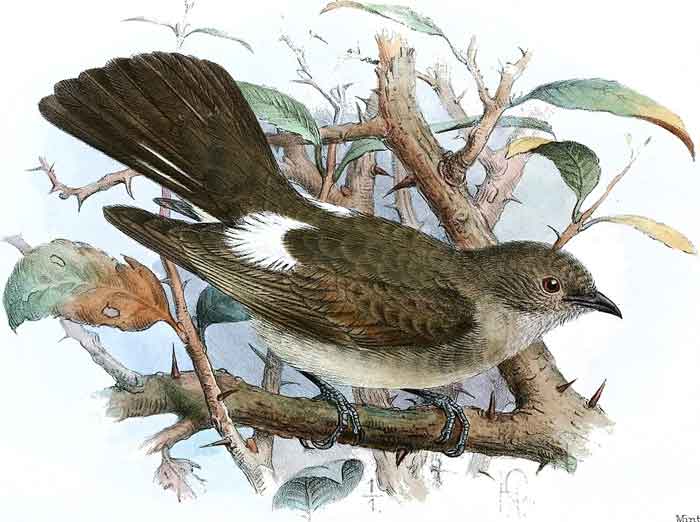 Prodotiscus regulus regulus