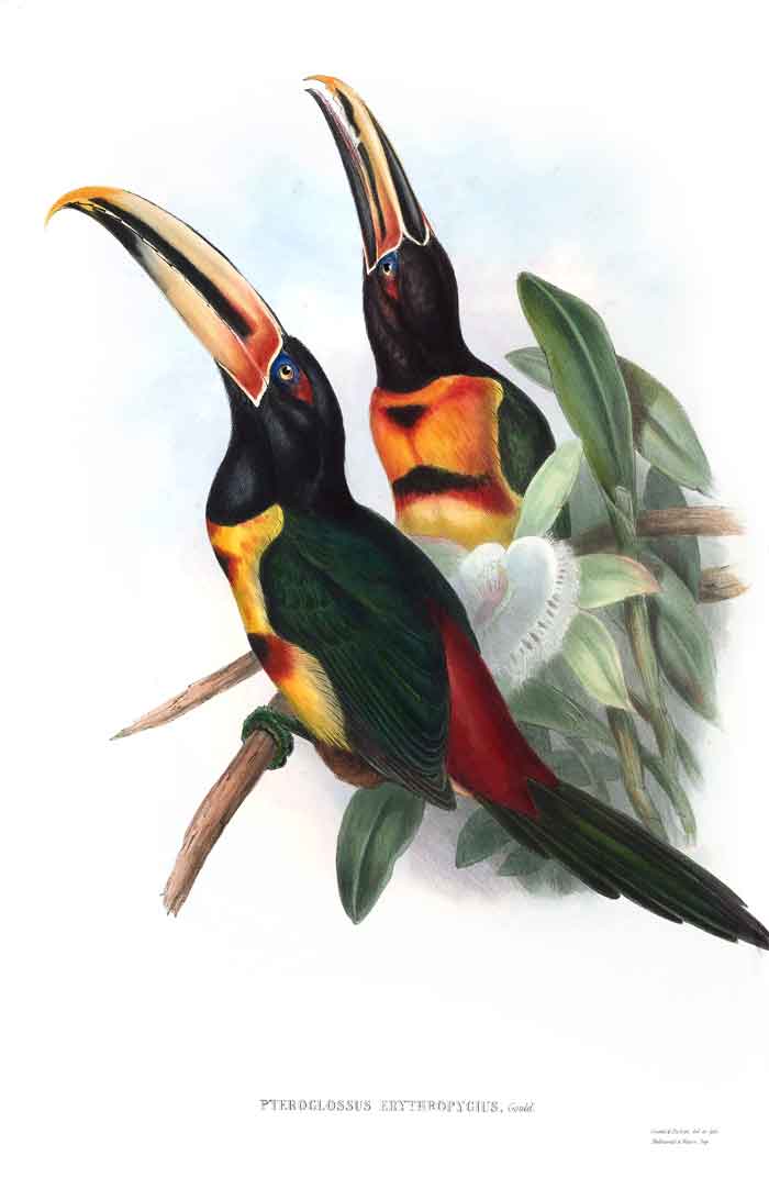 Pteroglossus erythropygius