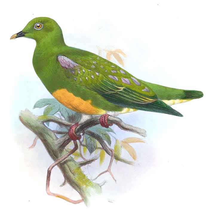 Ptilinopus iozonus jobiensis