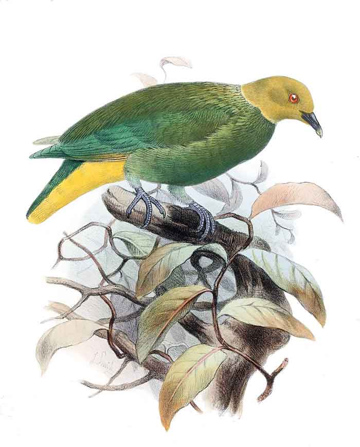 Ptilinopus layardi