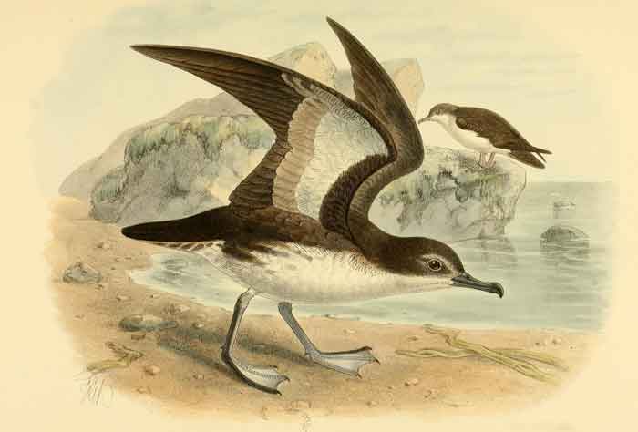 Puffinus persicus