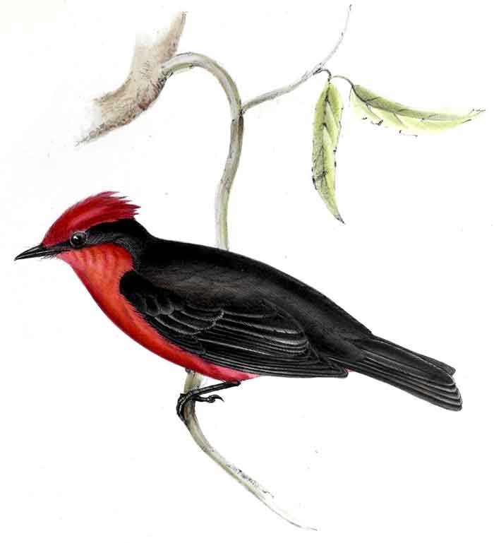 Pyrocephalus rubinus