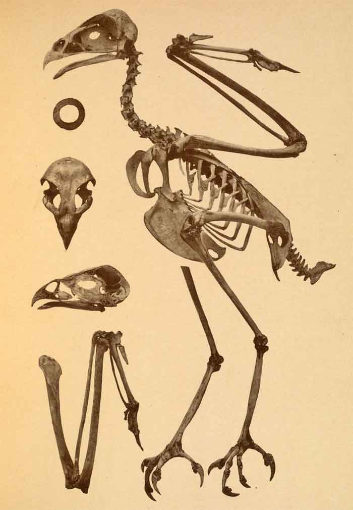 Accipiter gentilis