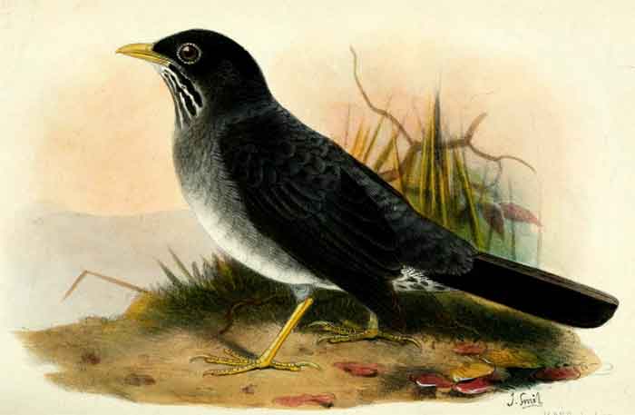 Turdus nigriceps