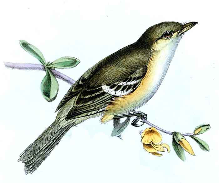 Vireo modestus