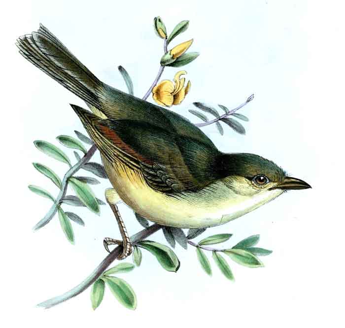 Vireo osburni