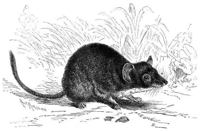 Antechinus flavipes