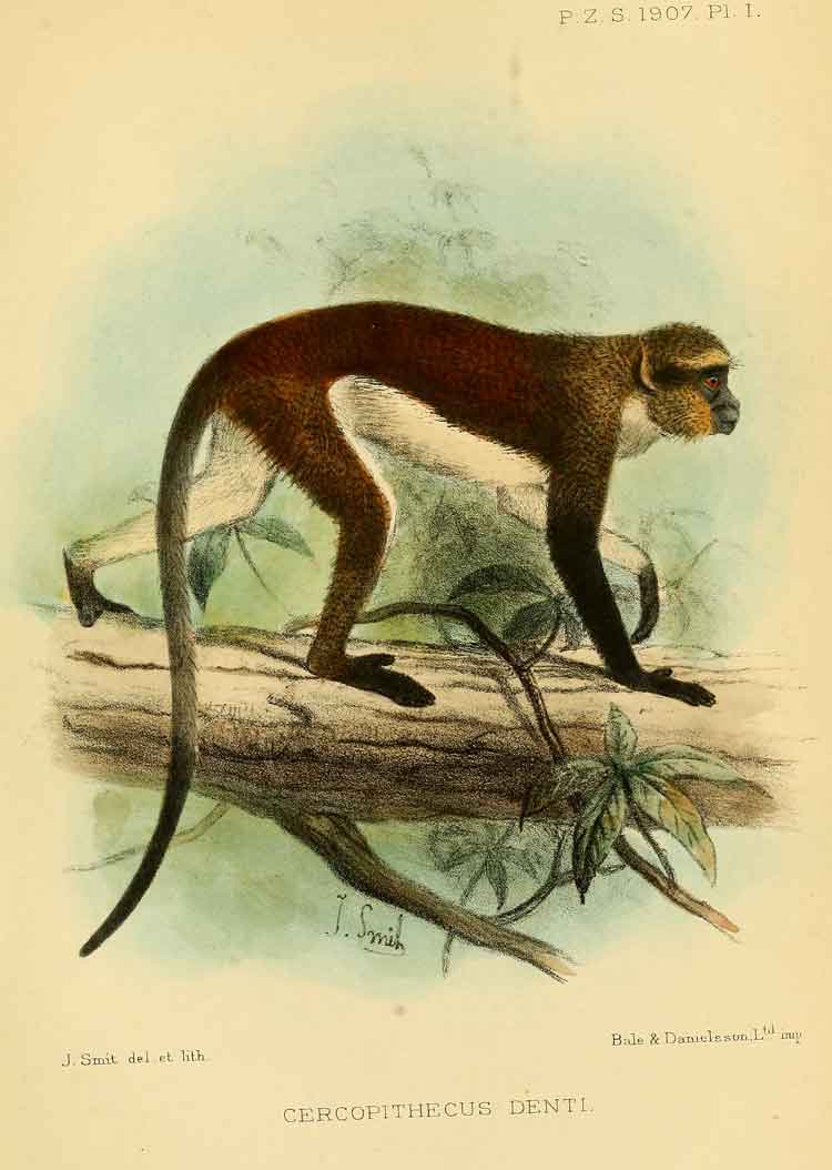 Cercopithecus denti