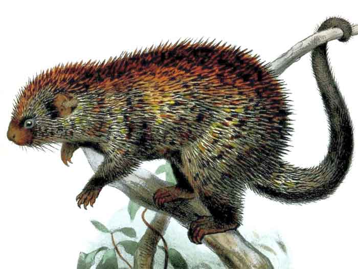 Coendou spinosus