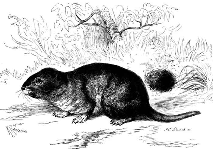 Ctenomys magellanicus