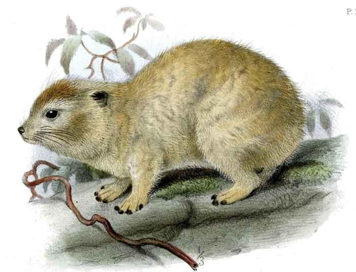 Dendrohyrax dorsalis emini