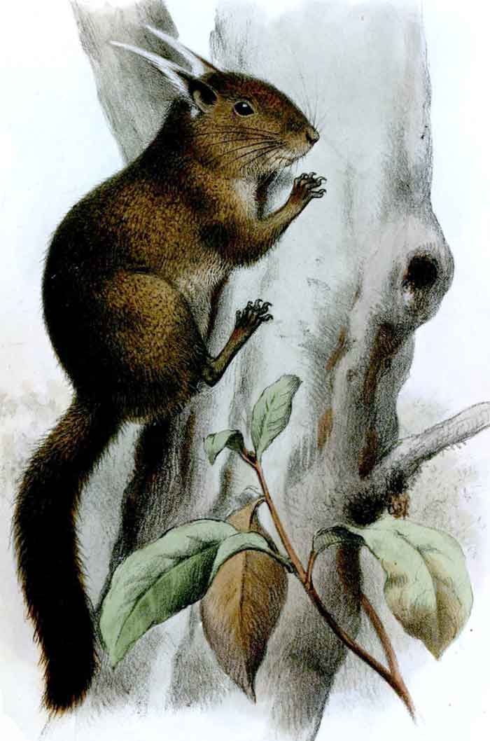 Exilisciurus whiteheadi