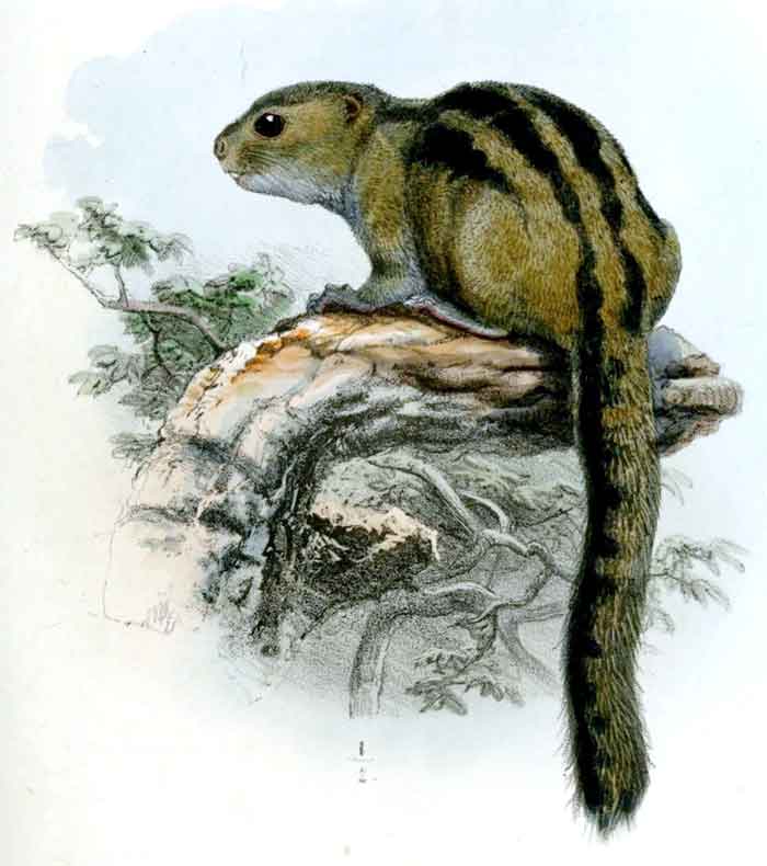 Funisciurus isabella