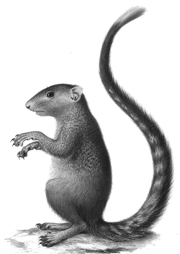 Heliosciurus mutabilis