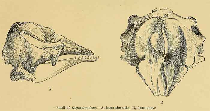 Kogia breviceps