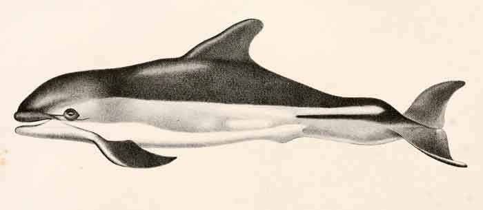 Lagenorhynchus acutus