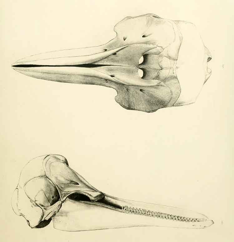 Lagenorhynchus obscurus