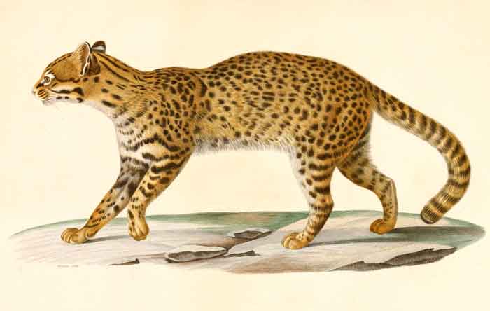 Leopardus geoffroyi