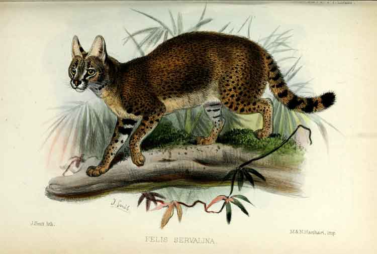 Leptailurus serval