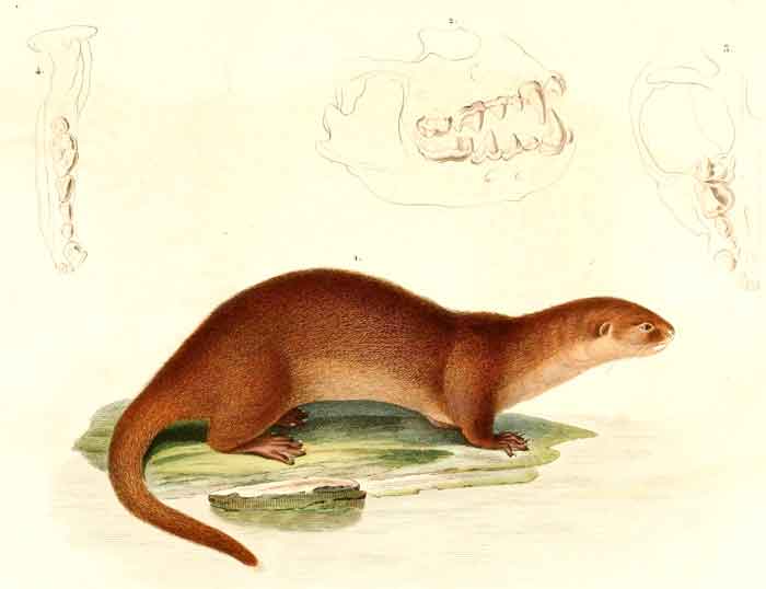 Lontra longicaudis longicaudis 