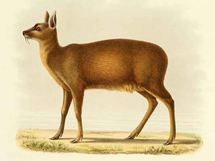 Moschus chrysogaster