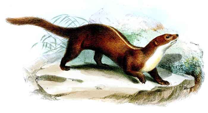 Mustela strigidorsa