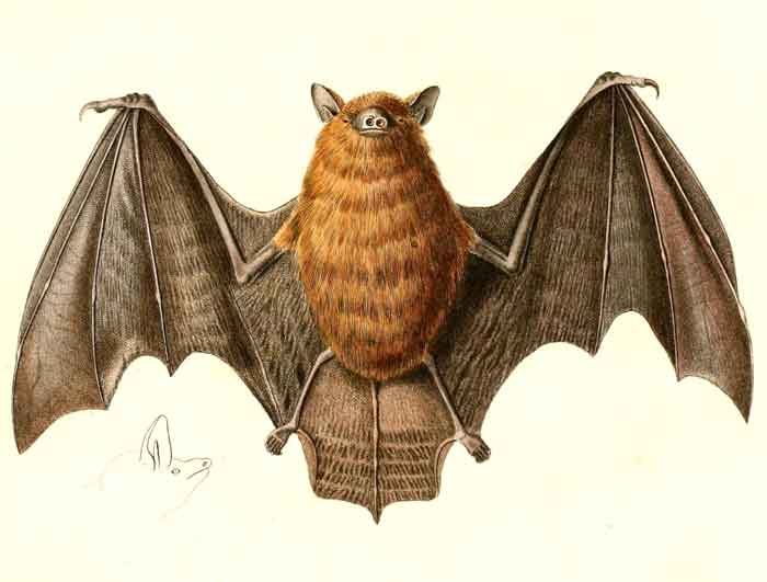 Myotis ruber 