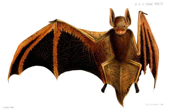 Myotis welwitschii