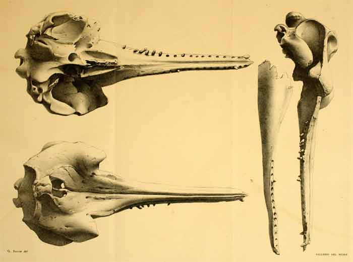 Notocetus vanbenedeni