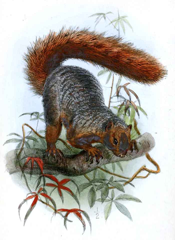 Paraxerus palliatus ornatus 