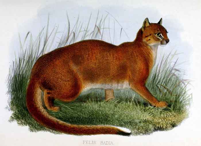 Pardofelis badia