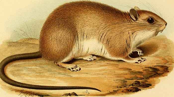 Pogonomelomys bruijni