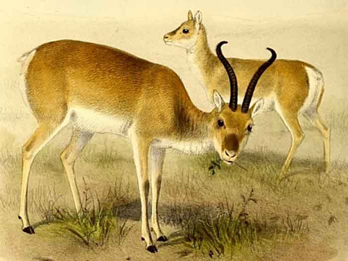 Procapra przewalskii