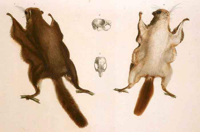 Pteromys momonga