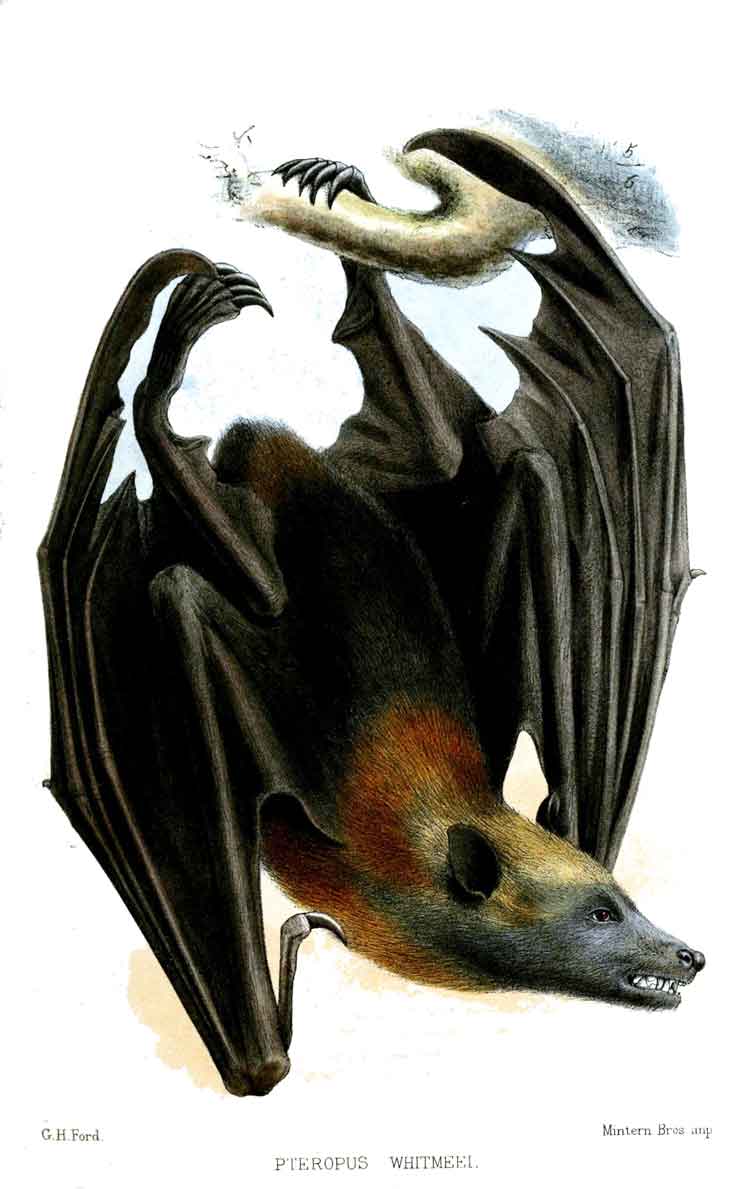 Pteropus samoensis