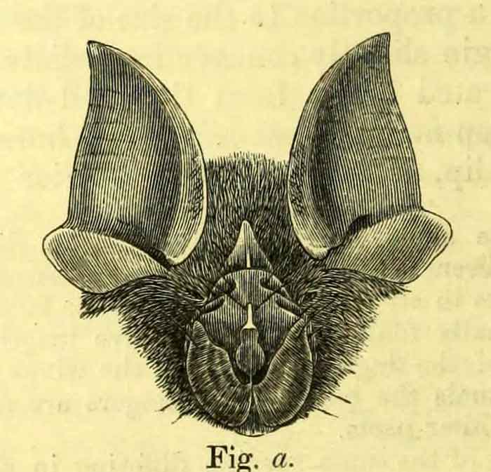 Rhinolophus andamanensis