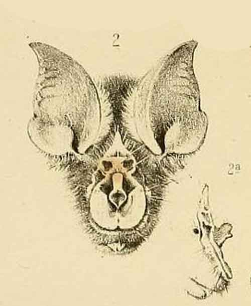 Rhinolophus clivosus