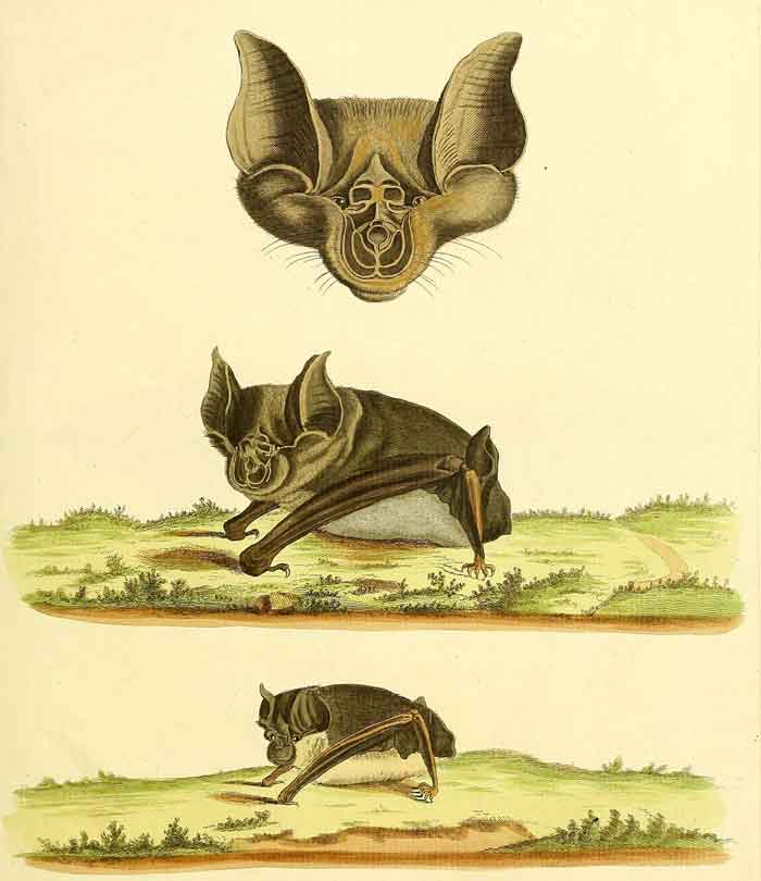 Rhinolophus ferrumequinum ferrumequinum