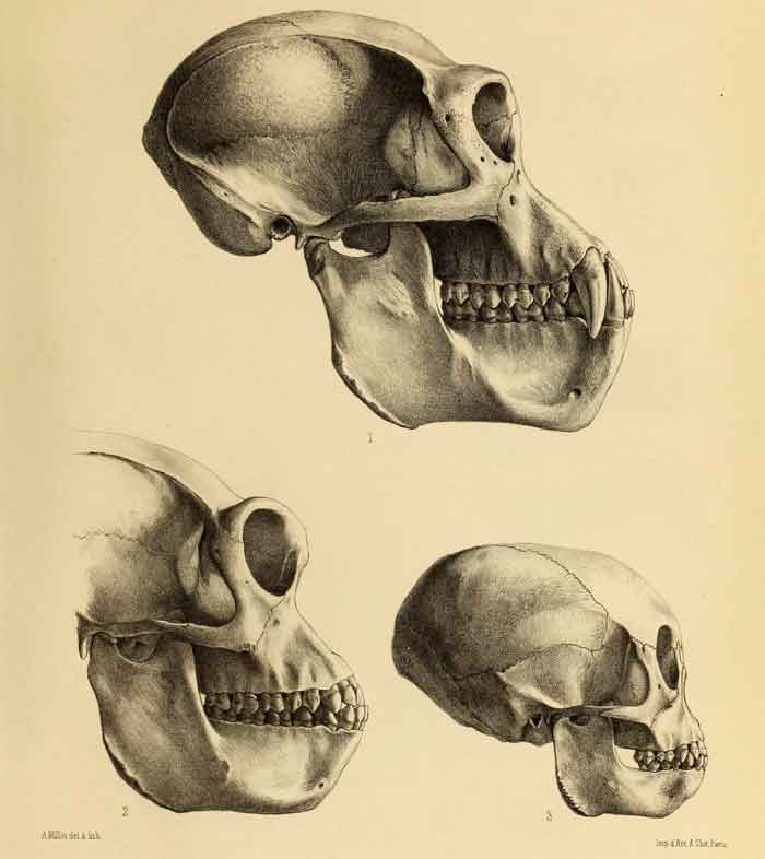 Rhinopithecus bieti